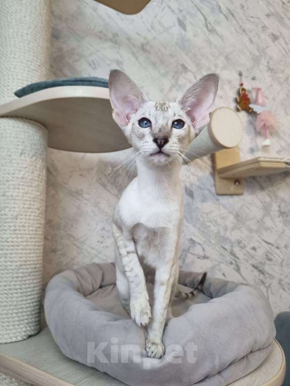 Кошки в Рязани: Сиамский котенок Девочка, 50 000 руб. - фото 1