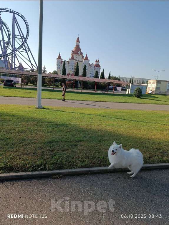 Собаки в Сочи: Белоснежный щенок японского шпица Мальчик, 30 000 руб. - фото 9