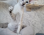 Кошки в Рязани: Сиамский котенок Девочка, 50 000 руб. - фото 2