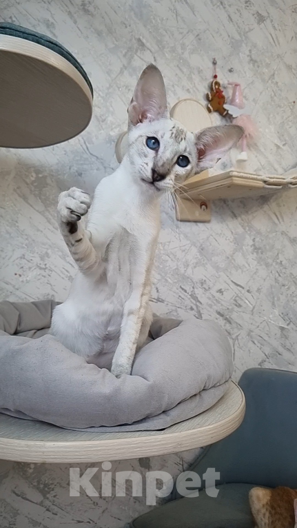 Кошки в Рязани: Сиамский котенок Девочка, 50 000 руб. - фото 2