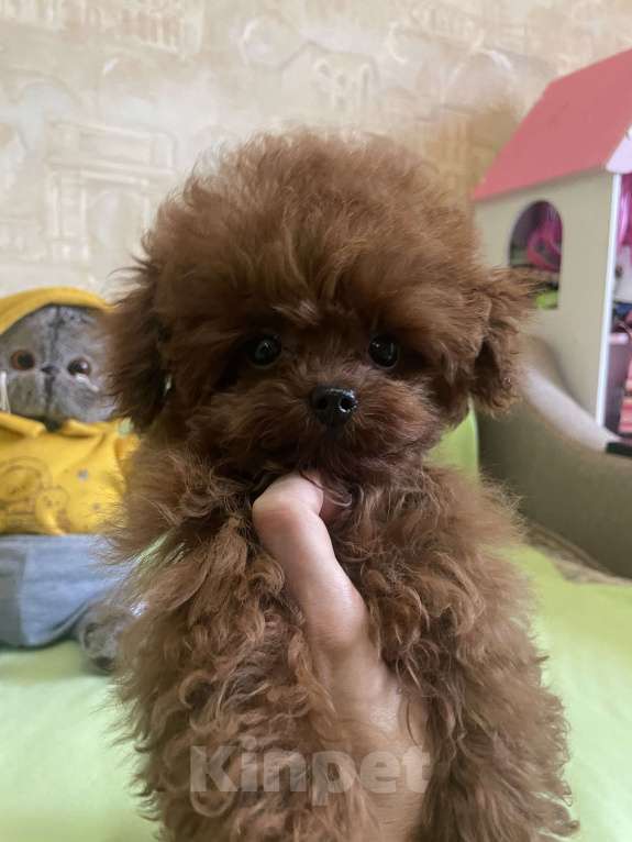 Собаки в Геленджике: Тедди пудель Китай 🇨🇳  Девочка, 380 000 руб. - фото 6