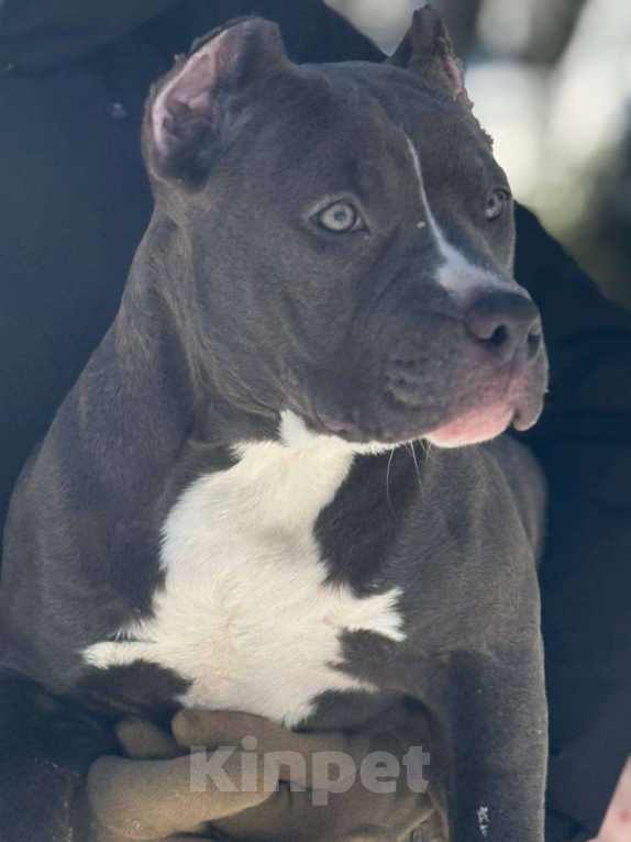 Собаки в других городах Московской области: Американский булли девочка Девочка, 150 000 руб. - фото 1