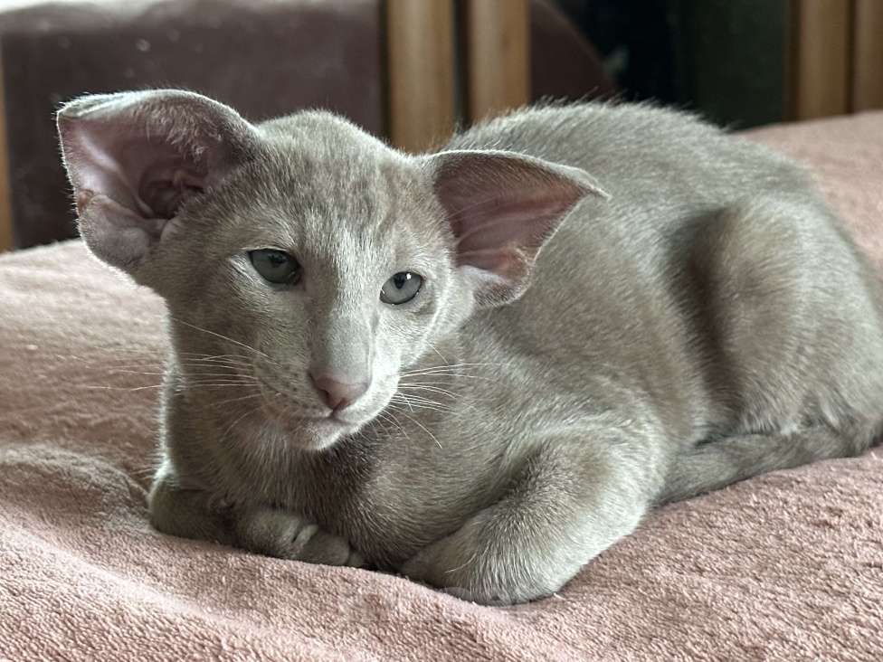 Кошки в Санкт-Петербурге: Ориентальный мальчик Мальчик, Бесплатно - фото 2