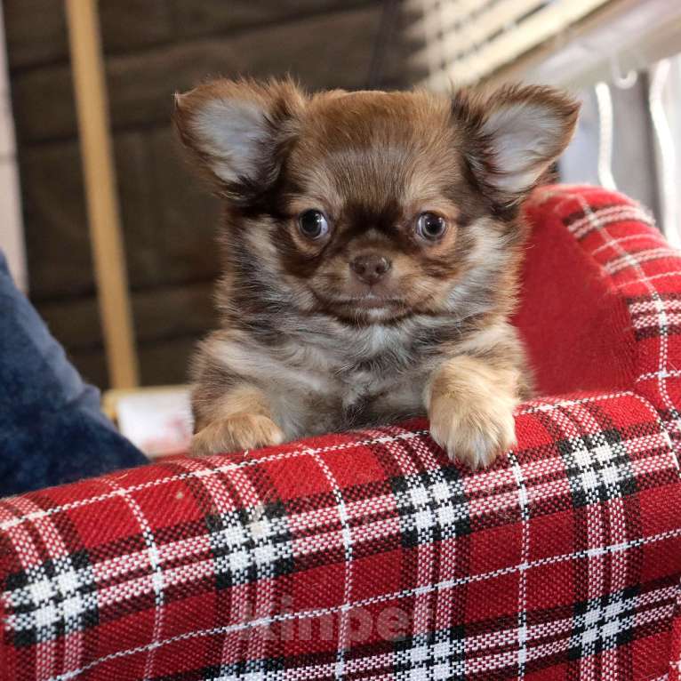Собаки в Москве: Соболиный красавчик чихуа Мальчик, 65 000 руб. - фото 1