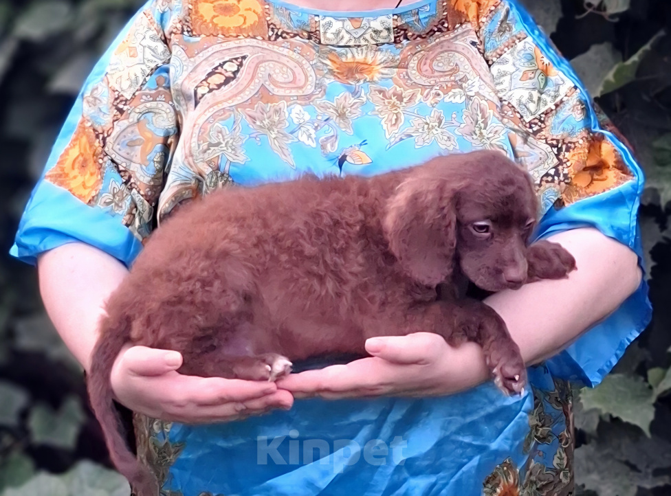 Собаки в других городах Московской области: Пудель для ленивых Мальчик, 20 000 руб. - фото 6