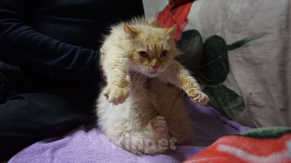 Кошки в Москве: Молодой котик Левушка ищет новый дом  Мальчик, Бесплатно - фото 4