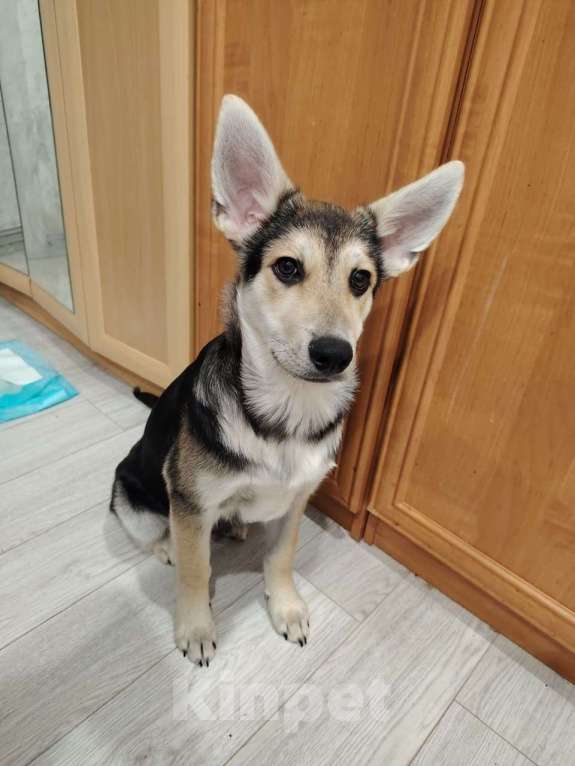 Собаки в Москве: Джокер в добрые руки Мальчик, Бесплатно - фото 5