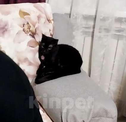 Кошки в Краснодаре: Потерялась душа Девочка, Бесплатно - фото 1
