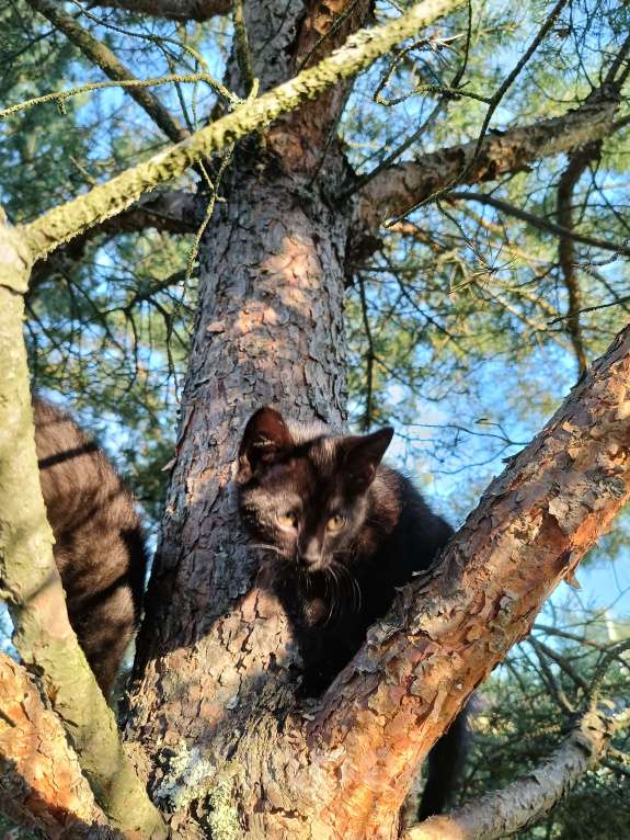Кошки в других городах Ленинградской области: Чарльз бурый котенок Мальчик, Бесплатно - фото 7
