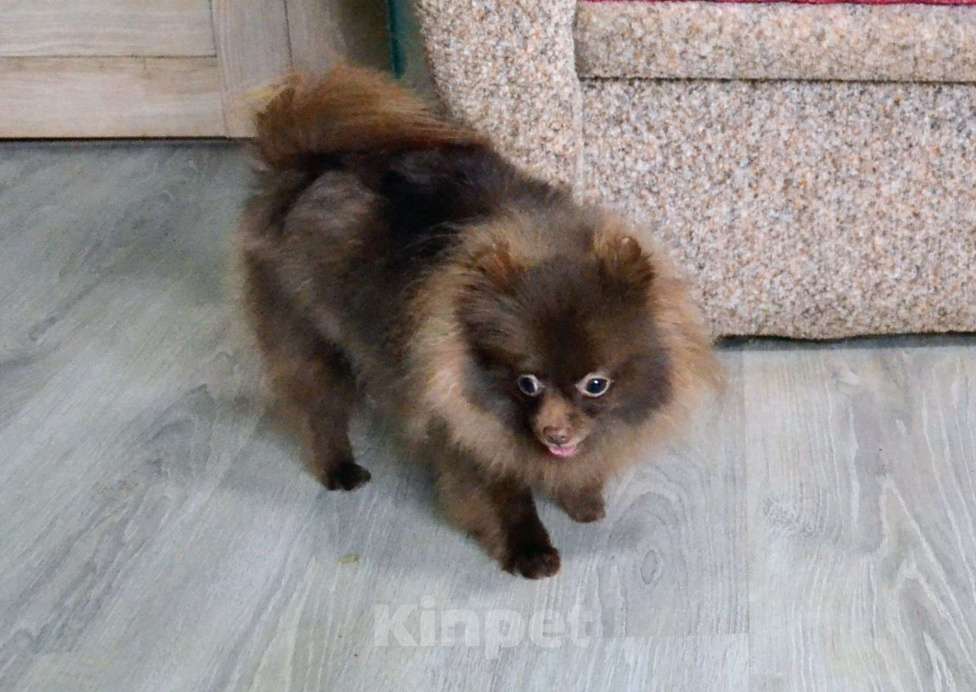 Собаки в Ореховом-Зуево: Шоколадка Девочка, 40 000 руб. - фото 4