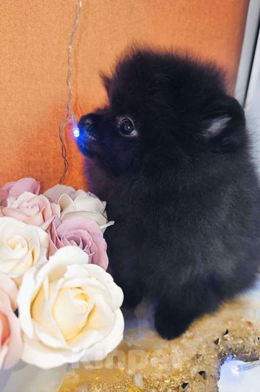 Собаки в Москве: Померанский шпиц черного окраса Мальчик, Бесплатно - фото 6