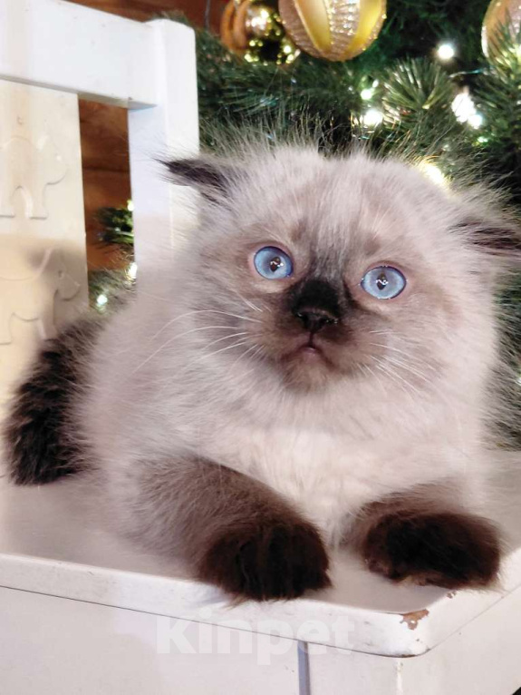 Кошки в Санкт-Петербурге: невский маскарадный котенок Мальчик, Бесплатно - фото 1