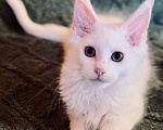 Кошки в Москве: Белый мальчик полидакт Мальчик, 50 000 руб. - фото 5