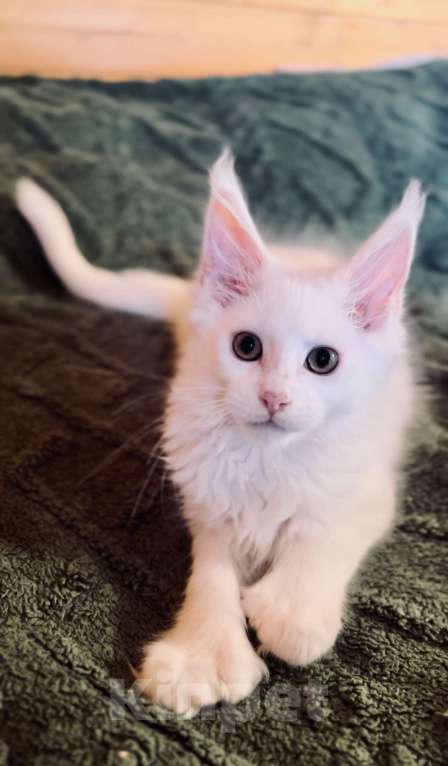 Кошки в Москве: Белый мальчик полидакт Мальчик, 50 000 руб. - фото 5