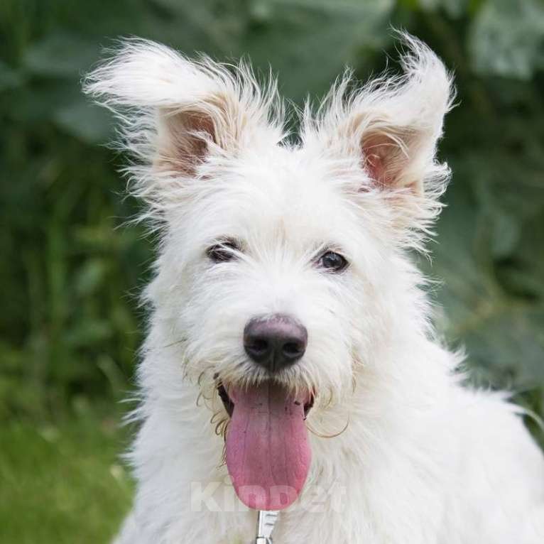 Собаки в Москве: Щенок бородатик — метис ирландского волкодава Бадди в дар Мальчик, Бесплатно - фото 4