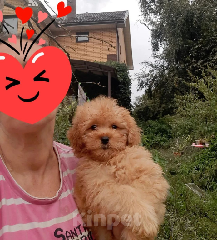 Собаки в других городах Московской области: Куколный  помапу Мальчик, 50 000 руб. - фото 1