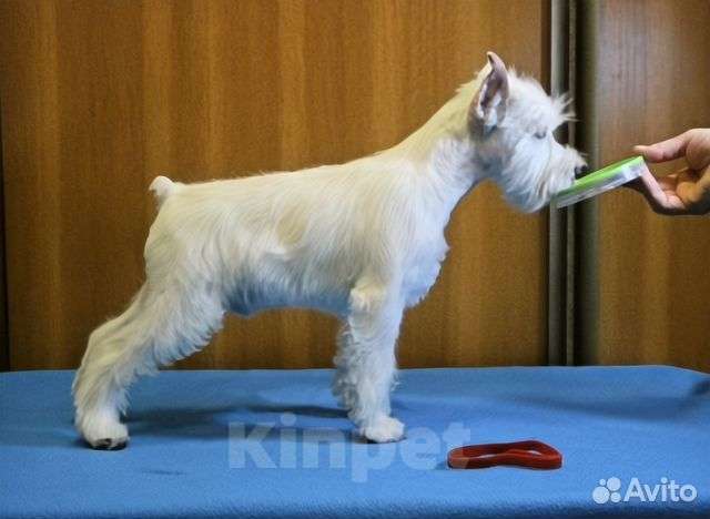 Собаки в Омске: Щенки цвергшнауцера Мальчик, Бесплатно - фото 2