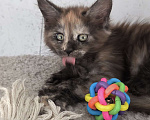 Кошки в Кемерово: Пинки Пай девочка Мейн-кун Девочка, 15 000 руб. - фото 2