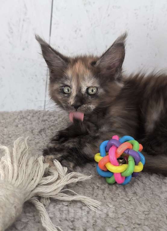 Кошки в Кемерово: Пинки Пай девочка Мейн-кун Девочка, 15 000 руб. - фото 2