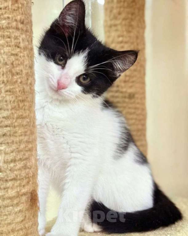 Кошки в Балашихе: котята в поисках дома Девочка, Бесплатно - фото 4