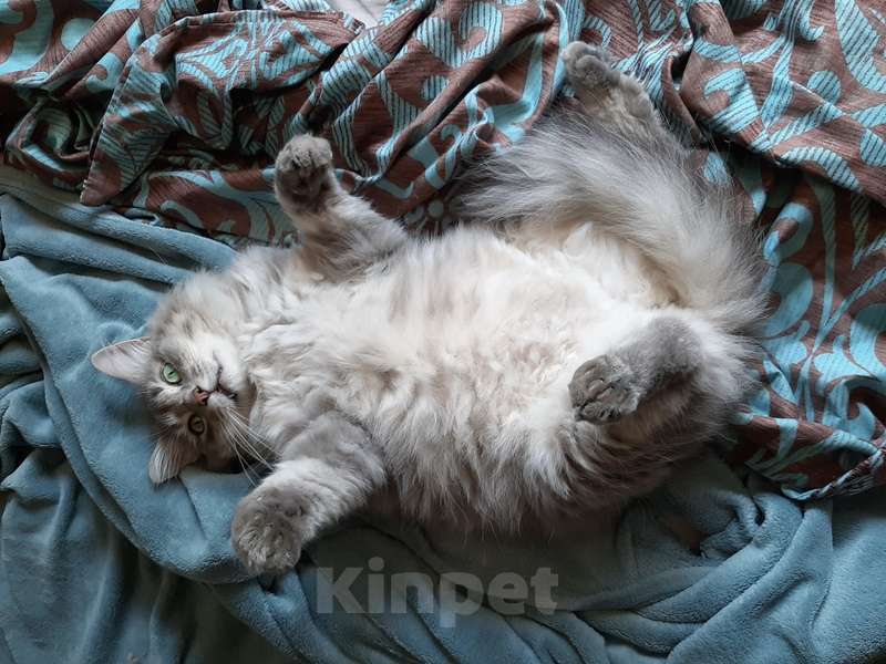 Кошки в Москве: Пушистый нежный и ласковый кот Пух ищет дом Мальчик, 1 руб. - фото 8