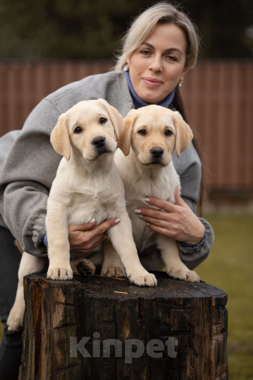 Собаки в Санкт-Петербурге: Породные Щенки  Лабрадора  Мальчик, Бесплатно - фото 7