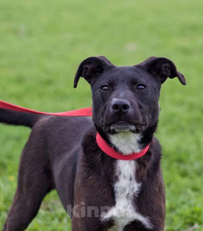 Собаки в других городах Московской области: Активная девочка Тесси ищет дом Девочка, Бесплатно - фото 1