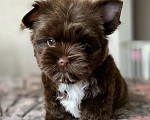 Собаки в Москве: Шоколадный йорк щенок Мальчик, Бесплатно - фото 1