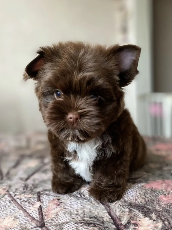 Собаки в Москве: Шоколадный йорк щенок Мальчик, Бесплатно - фото 1