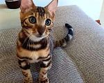 Кошки в Москве: Бенгальский мальчик  Мальчик, 30 000 руб. - фото 4