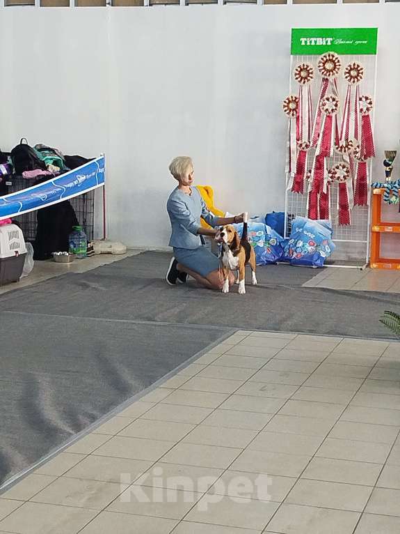 Собаки в Краснодаре: Вязка,бигль. Мальчик, Бесплатно - фото 2