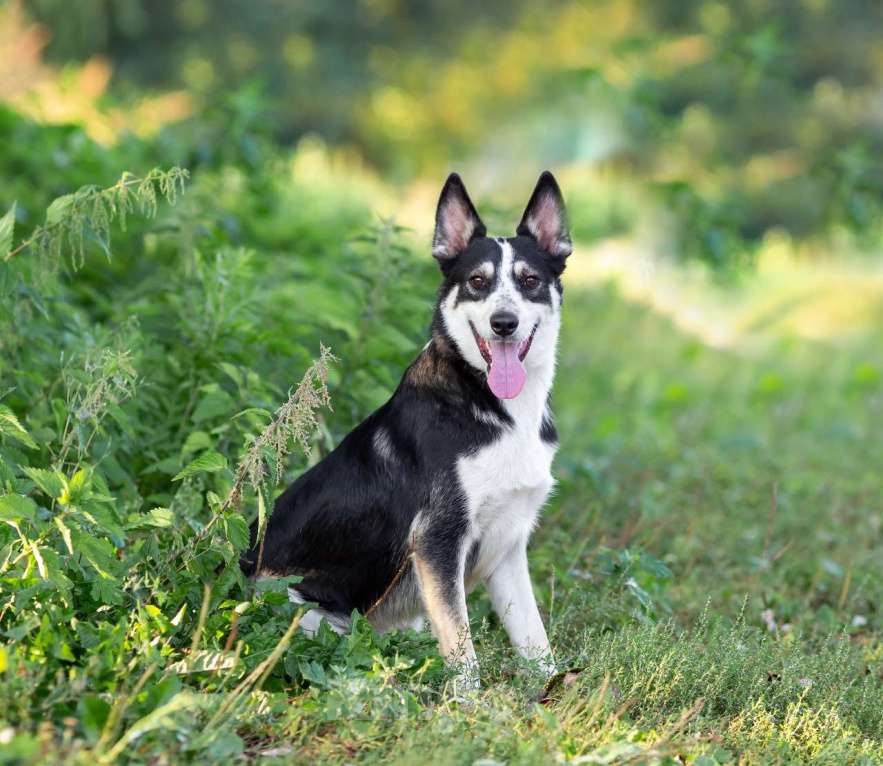 Собаки в Москве: Друг в добрые руки Мальчик, Бесплатно - фото 9