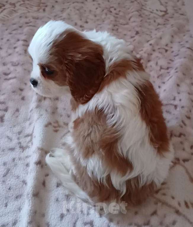 Собаки в Москве: Кавалерчик мальчишка игрушка Мальчик, 150 000 руб. - фото 2