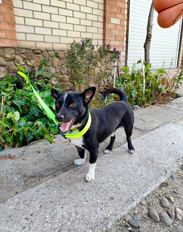 Собаки в Краснодаре: в добрые руки Мальчик, 1 руб. - фото 2