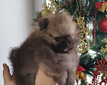 Собаки в Нижнем Новгороде: Мальчики Померанского шпица Мальчик, 40 000 руб. - фото 5