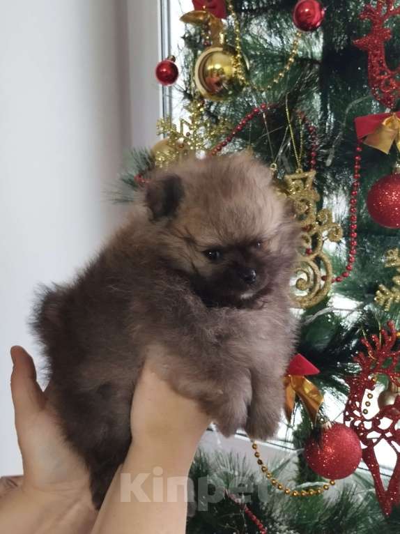 Собаки в Нижнем Новгороде: Мальчики Померанского шпица Мальчик, 40 000 руб. - фото 5