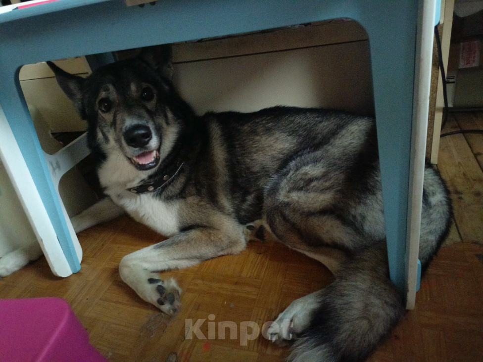 Собаки в Воскресенске: Отдам в добрые руки  Мальчик, Бесплатно - фото 2