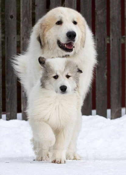 Собаки в других городах Ленинградской области: Харита пиренейская горная собака  Девочка, 70 000 руб. - фото 2