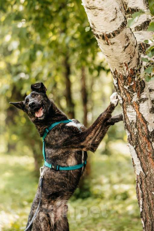 Собаки в Москве: Тигровый Орео в добрые руки Мальчик, Бесплатно - фото 6