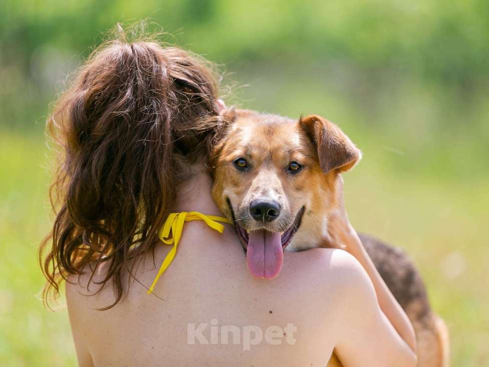 Собаки в Раменском: Тайгер Ищет дом Мальчик, Бесплатно - фото 4