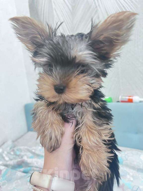 Собаки в Ангарске: Продам в хорошие руки Мальчик, 17 000 руб. - фото 3