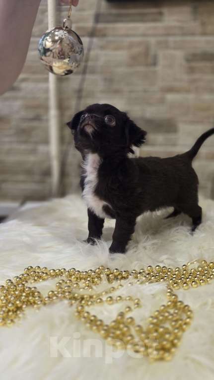 Собаки в Москве: Шоколадный мини мальчик Мальчик, Бесплатно - фото 6