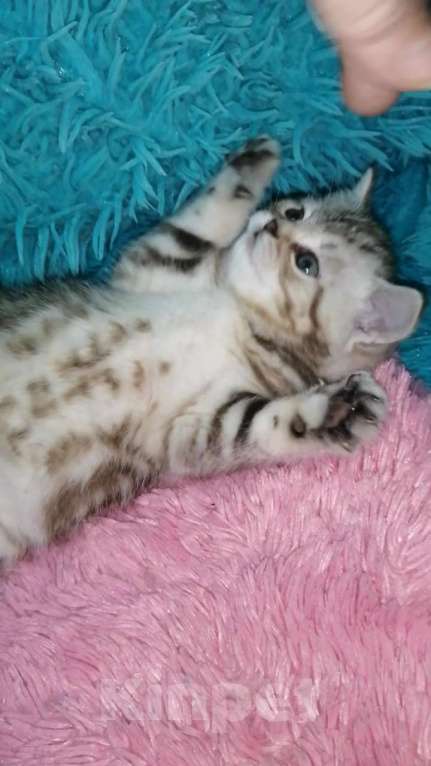 Кошки в Москве: Шотландские котята шиншилла  Девочка, 18 000 руб. - фото 4