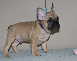 Собаки в Москве: Мальчик французского бульдога  Мальчик, 50 000 руб. - фото 3