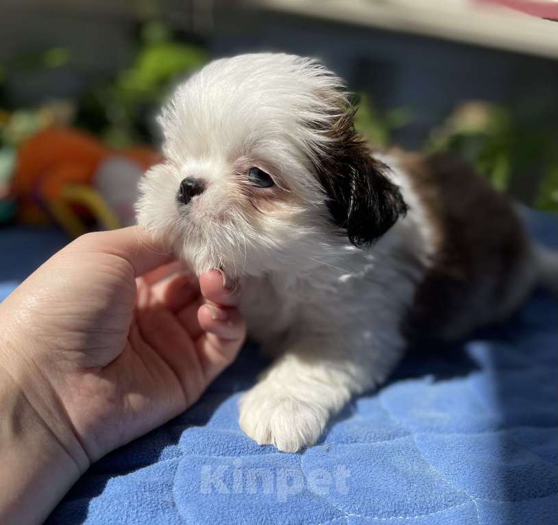 Собаки в Москве: Эксклюзивчик, мини мальчик  Мальчик, 45 000 руб. - фото 5