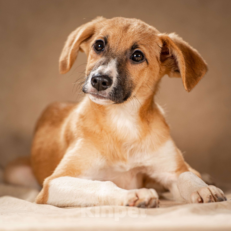 Собаки в Клине: Нимфа — скромная собачка Девочка, Бесплатно - фото 6