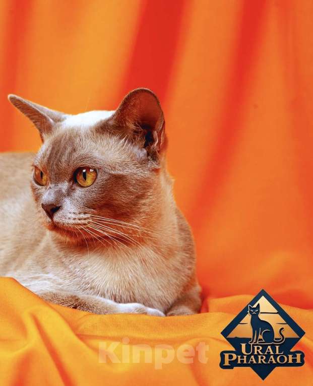 Кошки в Екатеринбурге: Клубные котята Европейской бурмы Мальчик, 60 000 руб. - фото 7