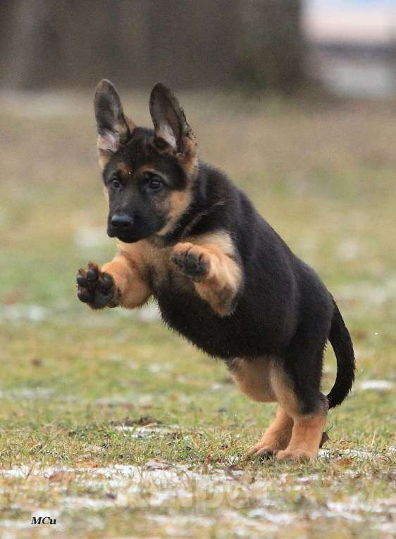 Собаки в Электростали: Щенки немецкой овчарки  Девочка, 60 000 руб. - фото 4