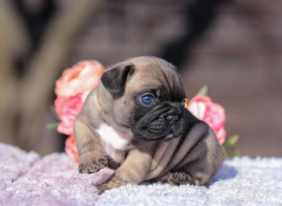 Собаки в Саратове: Щенки французского бульдога Девочка, 80 000 руб. - фото 3