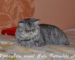 Кошки в Тольятти: Экзот приглашает на вязку, 5 000 руб. - фото 4